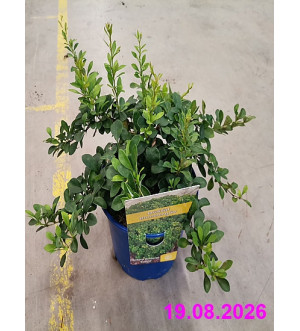 Berberis thunb. 'Kobold' C 2 L